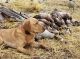 Labrador Retriever Puppies for sale in Swan Valley, ID, USA. price: $1,000