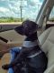 Labrador Retriever Puppies for sale in Brandon, MS, USA. price: NA