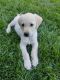 Labrador Retriever Puppies for sale in Fairfax, VA 22030, USA. price: NA