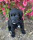 Labrador Retriever Puppies for sale in Washburn, MO 65772, USA. price: $500