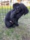 Labrador Retriever Puppies for sale in Lake City, MN 55041, USA. price: $800