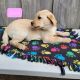Labrador Retriever Puppies for sale in Newaygo, MI 49337, USA. price: NA