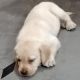 Labrador Retriever Puppies for sale in Serilingampalle (M), Telangana, India. price: 18000 INR