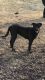 Labrador Retriever Puppies for sale in Fairfield, IA, USA. price: NA