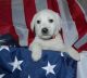 Labrador Retriever Puppies for sale in Monroe, MI, USA. price: NA