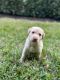 Labrador Retriever Puppies for sale in Fort Myers, FL, USA. price: $1,200