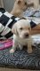 Labrador Retriever Puppies for sale in Sector 2, Greater Noida, Uttar Pradesh 203207, India. price: 12000 INR