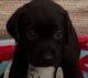 Labrador Retriever Puppies for sale in Queen Creek, AZ 85140, USA. price: $1,500