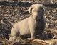 Labrador Retriever Puppies for sale in Beaverton, MI 48612, USA. price: $800