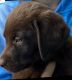 Labrador Retriever Puppies for sale in Petoskey, MI 49770, USA. price: NA