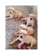Labrador Retriever Puppies for sale in Shajapur, Madhya Pradesh 465001, India. price: NA