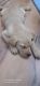 Labrador Retriever Puppies for sale in Jaisinghpura Khor, Jaipur, Rajasthan, India. price: 8000 INR