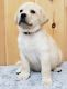 Labrador Retriever Puppies for sale in Owosso, MI 48867, USA. price: NA