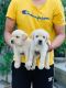 Labrador Retriever Puppies for sale in Delhi, India. price: 13000 INR