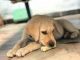 Labrador Retriever Puppies for sale in Guntur, Andhra Pradesh, India. price: 10000 INR