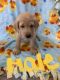 Labrador Retriever Puppies for sale in Arlington, IA 50606, USA. price: NA