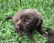Labrador Retriever Puppies for sale in Fort Lauderdale, FL, USA. price: $600