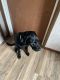 Labrador Retriever Puppies for sale in Mauston, WI 53948, USA. price: NA