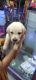 Labrador Retriever Puppies for sale in Thane West, Thane, Maharashtra, India. price: 14000 INR