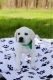 Labrador Retriever Puppies for sale in AL-3, Decatur, AL, USA. price: $650