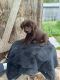 Labrador Retriever Puppies for sale in Denton, NC, USA. price: NA
