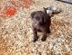 Labrador Retriever Puppies for sale in Oxford Charter Township, MI, USA. price: $500