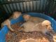 Labrador Retriever Puppies for sale in Maysville, GA 30558, USA. price: NA