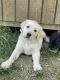 Labrador Retriever Puppies for sale in Danville, KY, USA. price: $500