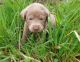 Labrador Retriever Puppies for sale in Bonners Ferry, ID 83805, USA. price: NA