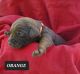 Labrador Retriever Puppies for sale in Newark Valley, NY 13811, USA. price: $550