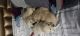 Labrador Retriever Puppies for sale in Delhi, India. price: 15000 INR