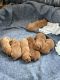 Labrador Retriever Puppies for sale in Watervliet, MI 49098, USA. price: NA