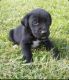 Labrador Retriever Puppies for sale in Rising Sun, MD 21911, USA. price: NA