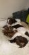 Labrador Retriever Puppies for sale in Irving, TX, USA. price: $70