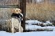 Labrador Retriever Puppies for sale in Wallsburg, UT 84082, USA. price: $1,400