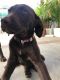 Labrador Retriever Puppies for sale in Paramount, CA 90723, USA. price: NA