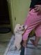 Labrador Retriever Puppies for sale in Sector 19, Faridabad, Haryana 121002, India. price: 18000 INR