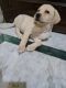 Labrador Retriever Puppies for sale in Sector 19, Faridabad, Haryana 121002, India. price: 20000 INR