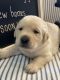 Labrador Retriever Puppies for sale in Piedmont, OK 73078, USA. price: NA