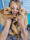 Labrador Retriever Puppies for sale in Ahoskie, NC 27910, USA. price: NA