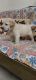 Labrador Retriever Puppies for sale in Naraina, New Delhi, Delhi, India. price: 800010000 INR