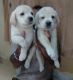 Labrador Retriever Puppies for sale in Pimple Gurav, Pimpri-Chinchwad, Maharashtra, India. price: 9000 INR