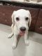 Labrador Retriever Puppies for sale in Naigaon East, Vasai-Virar, Maharashtra 401208, India. price: 15000 INR