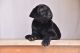 Labrador Retriever Puppies for sale in Mumbai, Maharashtra, India. price: 28000 INR