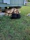 Labrador Retriever Puppies for sale in Macon, MS 39341, USA. price: NA