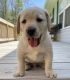 Labrador Retriever Puppies for sale in Clear Creek, WV 25044, USA. price: $400
