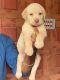Labrador Retriever Puppies for sale in Kolathur, Chennai, Tamil Nadu, India. price: 10000 INR