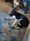 Labrador Retriever Puppies for sale in Coeur d'Alene, ID, USA. price: NA