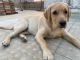 Labrador Retriever Puppies for sale in D-94, Dron Marg, Block D, Defence Colony, New Delhi, Delhi 110049, India. price: 10000 INR