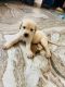 Labrador Retriever Puppies for sale in Safdarjung Enclave, New Delhi, Delhi 110029, India. price: 15000 INR